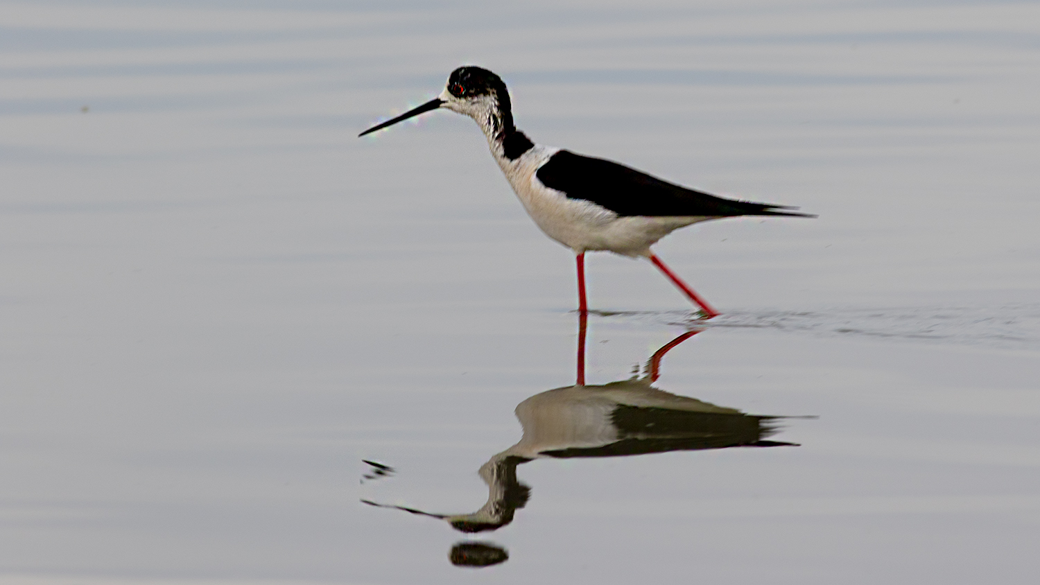 Black-winged Stilt